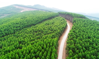 Phía sau những cánh rừng kinh tế: Bài 1- No ấm nhờ rừng