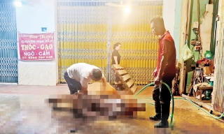 Siết chặt quản lý hoạt động giết mổ động vật