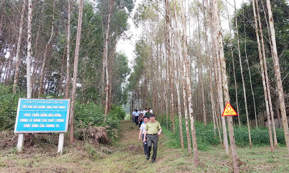 Huyện Yên Thế cần đặc biệt quan tâm đến phòng, chống cháy rừng và quản lý vũ khí, vật liệu nổ