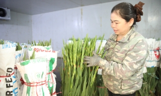 Lạng Giang: Mở rộng diện tích trồng hoa vụ Tết