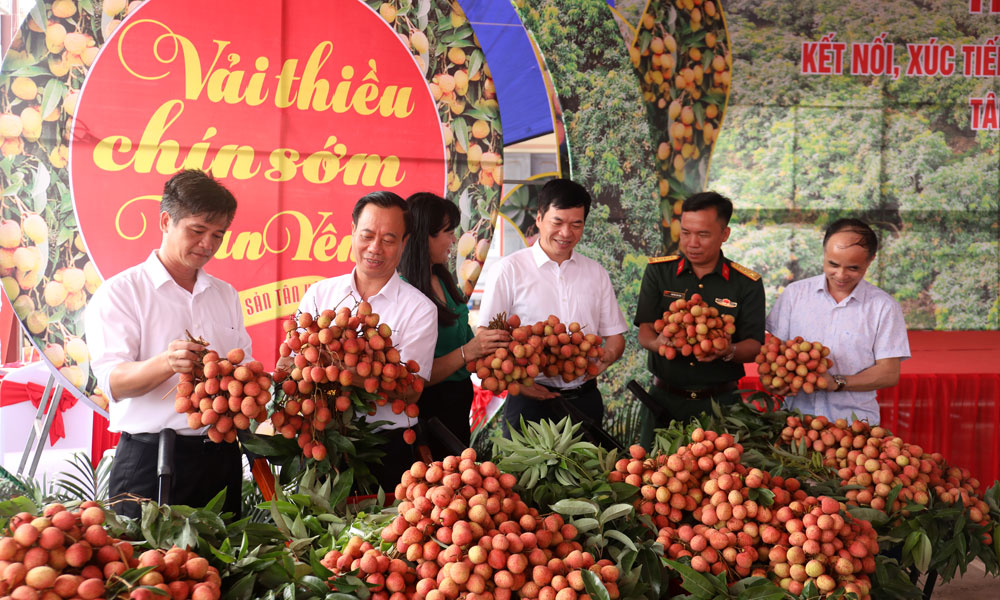  Tân Yên: Tăng diện tích ứng dụng công nghệ cao, nâng chất lượng quả vải xuất khẩu