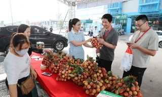 Bắc Giang: Nhiều điểm bán vải thiều phục vụ công nhân tại các khu công nghiệp