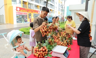 Thành phố Hà Nội hỗ trợ điểm bán vải thiều Bắc Giang tại các khu đô thị, trung tâm thương mại
