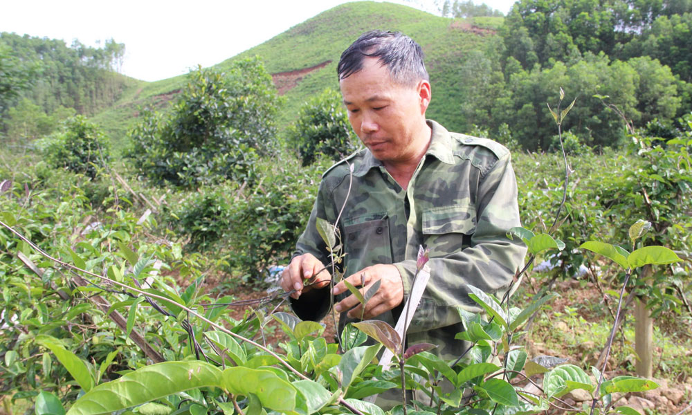 Trồng ba kích tím, hướng phát triển kinh tế mới ở Long Sơn