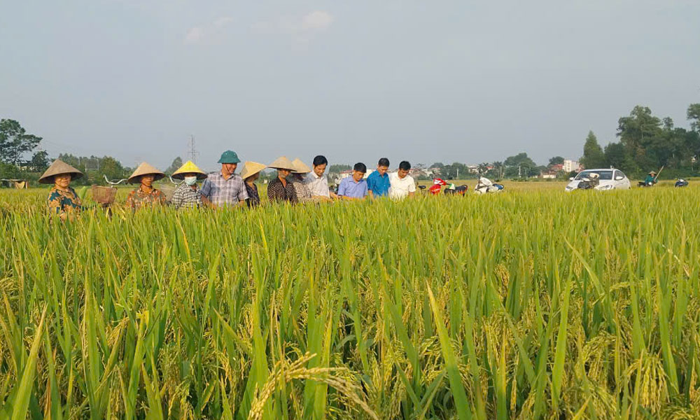  Nghiệm thu mô hình sản xuất lúa giống mới năng suất cao 