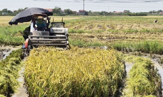 Bắc Giang: Năng suất lúa mùa ước đạt 49,8 tạ/ha