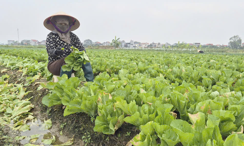  Bắc Giang: Bảo đảm nguồn cung rau xanh 