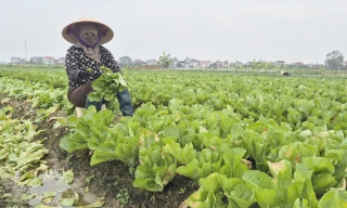 Bắc Giang: Bảo đảm nguồn cung rau xanh 