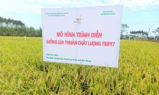 Bắc Giang: Đưa giống lúa TBR97 vào cơ cấu giống trong vụ chiêm xuân tới