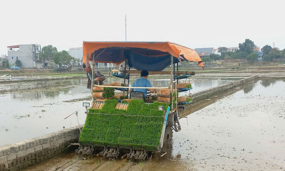  Hiệp Hòa dẫn đầu toàn tỉnh về tiến độ gieo cấy vụ chiêm xuân