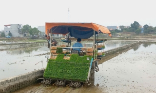 Hiệp Hòa dẫn đầu toàn tỉnh về tiến độ gieo cấy vụ chiêm xuân