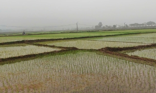 Cơ bản hoàn thành gieo trồng vụ chiêm xuân, bảo đảm khung thời vụ