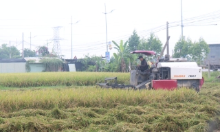 Bắc Giang: Tập trung thu hoạch vụ chiêm xuân, triển khai sản xuất vụ mùa 