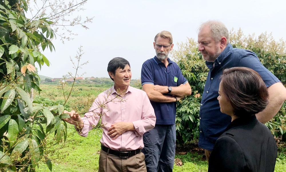 Một số chuyên gia Hà Lan thăm vùng trồng vải xuất khẩu tại Bắc Giang
