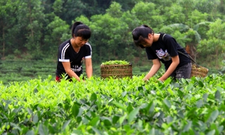 Bắc Giang: Công nhận 6 sản phẩm OCOP đạt tiêu chuẩn 4 sao