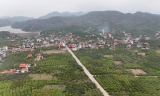 Lục Ngạn: Tổ chức chương trình xúc tiến tiêu thụ vải thiều vào đầu tháng 6