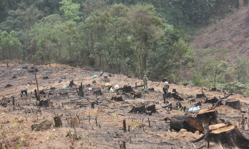 Vụ phá rừng tại huyện Lục Nam: Đề nghị thiết lập hồ sơ khởi tố vụ án hình sự, khởi tố bị can