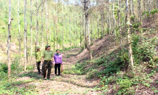 Lục Nam: Khai thác tiềm năng, tăng giá trị kinh tế rừng