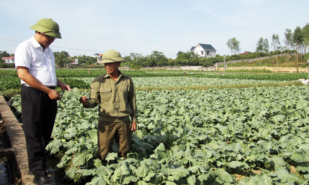  Xã Chu Điện (Lục Nam): Tăng giá trị cây vụ đông