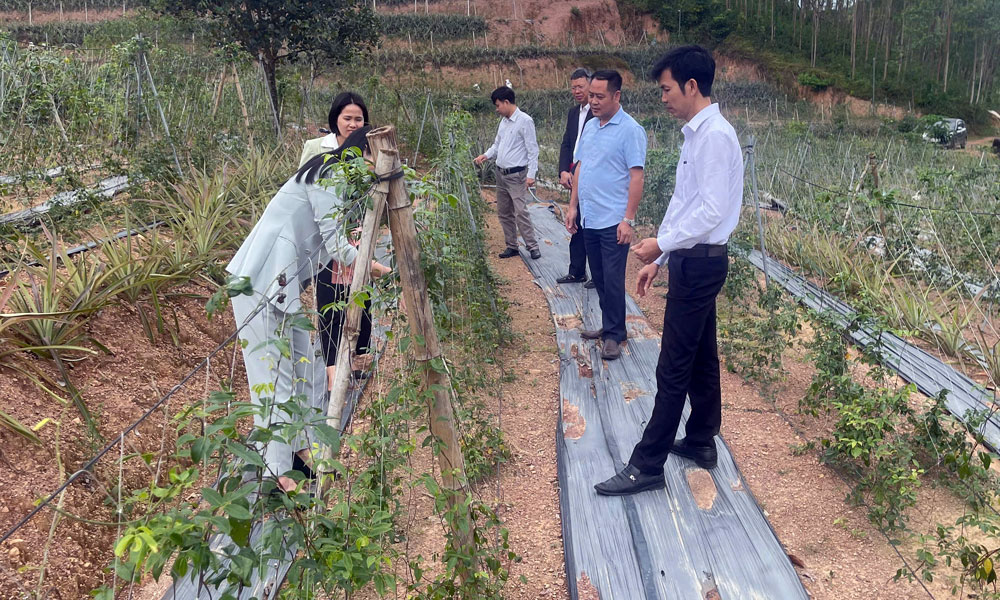  Lục Nam: Triển khai 4 mô hình khuyến nông