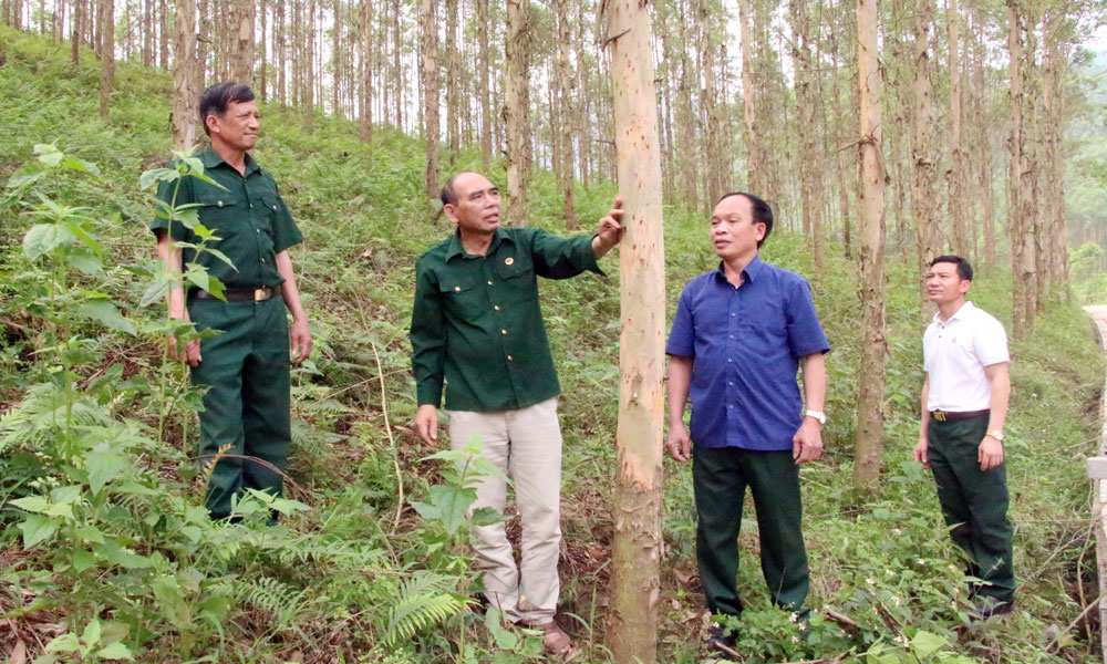  Cựu chiến binh giúp nhau phát triển kinh tế, giảm nghèo bền vững