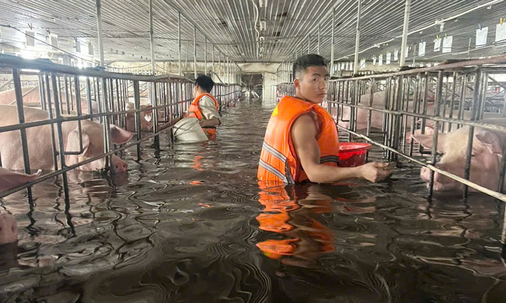 Tân Yên: Một trang trại lợn thiệt hại hàng tỷ đồng sau lũ