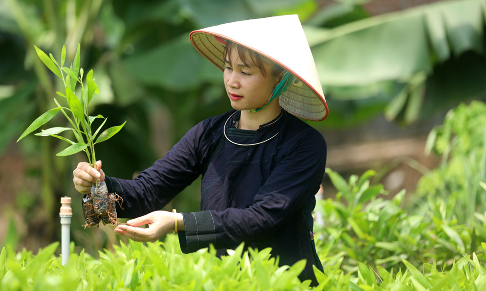  Gương sáng làm giàu ở Yên Định