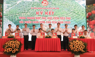 Huyện Tân Yên tổ chức xúc tiến tiêu thụ vải sớm