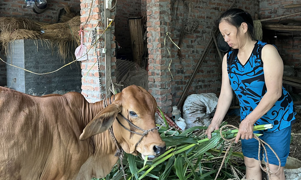 Song Vân: Hỗ trợ sinh kế, giảm nghèo bền vững