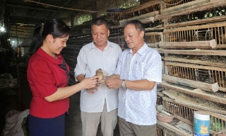 Nuôi chim cút thương phẩm làm giàu