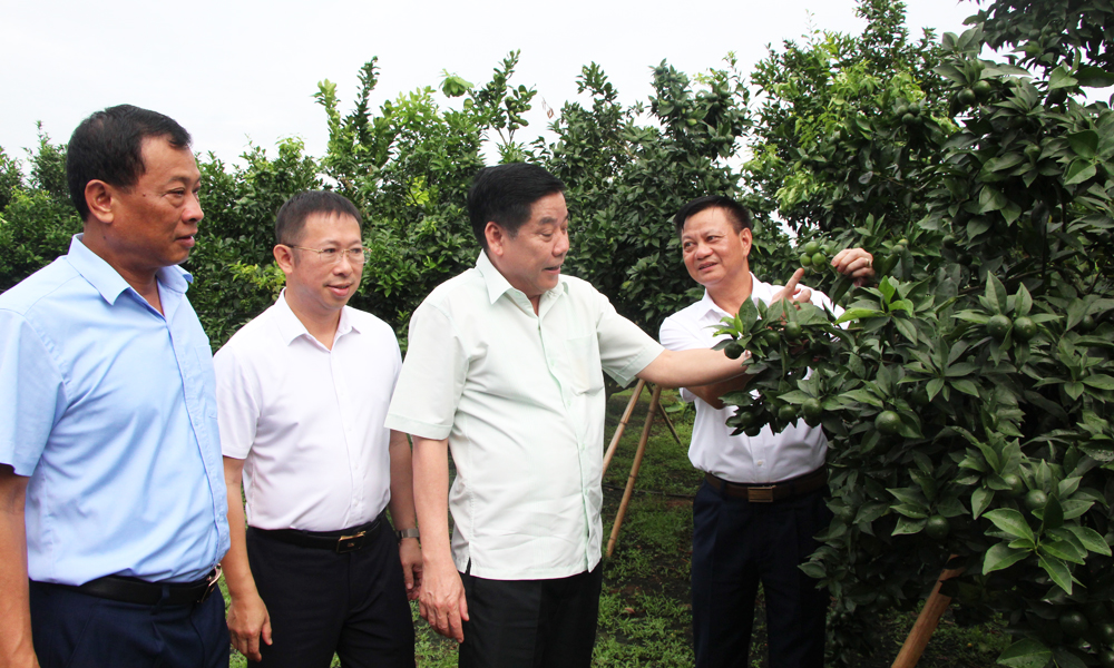 Bí thư Tỉnh ủy Bắc Giang Nguyễn Văn Gấu thăm một số mô hình sản xuất tại Lục Ngạn