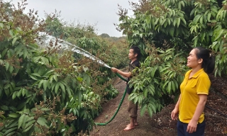 Bắc Giang: Thêm 3 mã số vùng trồng vải thiều xuất khẩu sang Hoa Kỳ