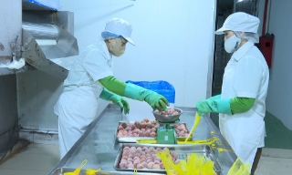 Công ty Vifoco - Cơ sở đóng gói quả tươi đầu tiên ở miền Bắc được chấp thuận xuất khẩu sang Hoa Kỳ