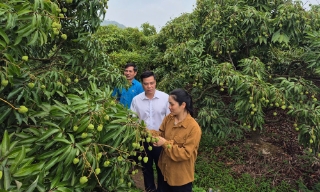 Cần có giải pháp khai thác hiệu quả phụ phẩm từ vải thiều