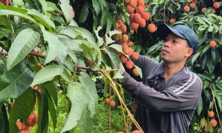Bắc Giang: Triển khai “Tuần lễ vải thiều Lục Ngạn” tại các khu công nghiệp từ 16 giờ ngày 12/6