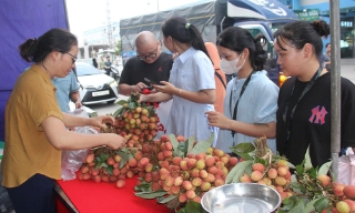 Hỗ trợ chi phí thuê mặt bằng, vận chuyển cho các đơn vị tham gia “Tuần lễ vải thiều Lục Ngạn tại các khu công nghiệp”