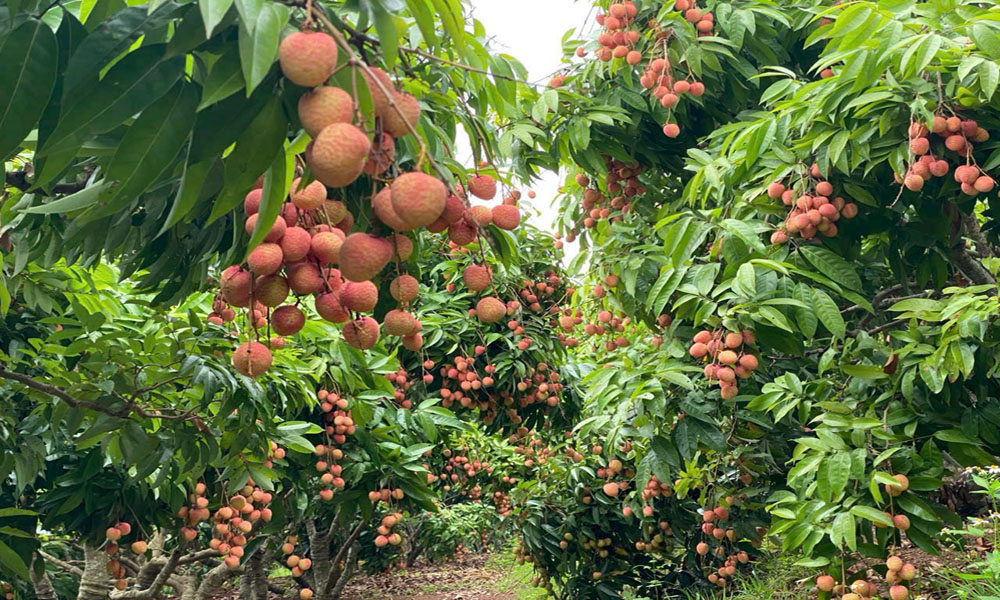  Chủ tịch UBND tỉnh Bắc Giang gửi thư ngỏ về lan tỏa giá trị thương hiệu vải thiều