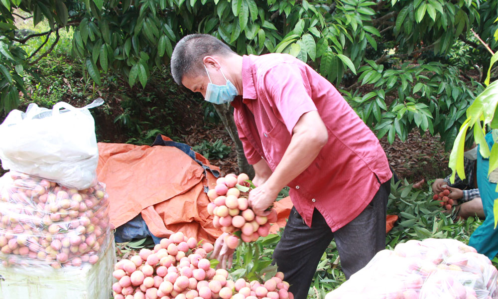  Bắc Giang: Tiêu thụ xong hơn 70.000 tấn vải sớm