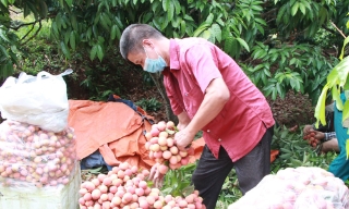 Bắc Giang: Tiêu thụ xong hơn 70.000 tấn vải sớm