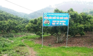 Thị xã Chũ duy trì 49 mã số vùng trồng vải xuất khẩu
