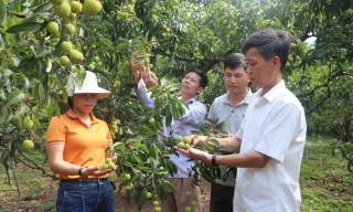 Thị xã Chũ: 1,4 tỷ đồng tổ chức các hoạt động xúc tiến tiêu thụ vải thiều