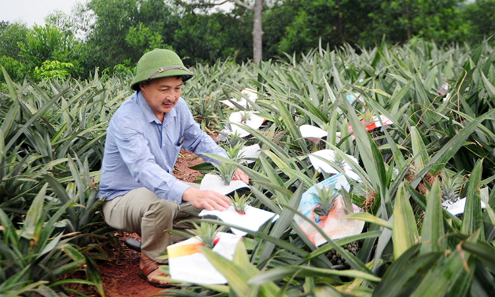  Bắc Giang có 1 nông dân xuất sắc và 1 hợp tác xã tiêu biểu toàn quốc năm 2024