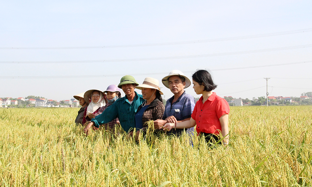  Xây dựng mô hình sản xuất lúa nếp cái hoa vàng gắn với tiêu thụ sản phẩm