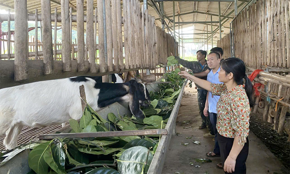  Phát triển mô hình khuyến nông gắn với xây dựng sản phẩm OCOP