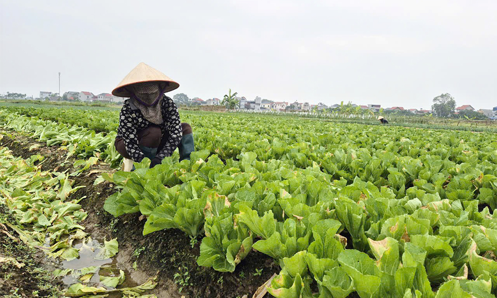  Rau màu vụ đông sớm giá bán cao, tiêu thụ thuận lợi