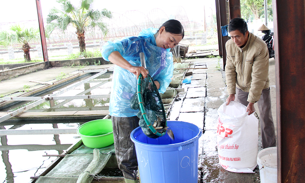  Bắc Giang: Chuẩn bị lượng giống thủy sản lớn, nhiều loại giá trị cao