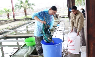 Bắc Giang: Chuẩn bị lượng giống thủy sản lớn, nhiều loại giá trị cao