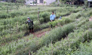 Sản xuất, kinh doanh cây giống và quả bồ kết cho lợi nhuận cao