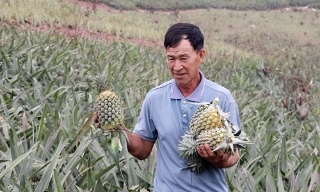 Bắc Giang: Dứa được mùa, được giá