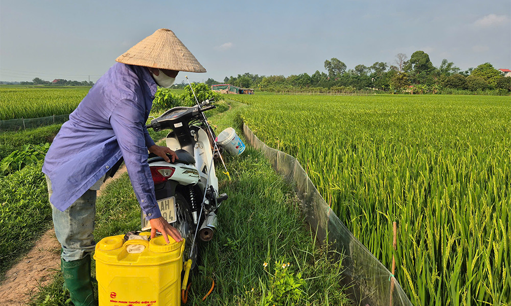  Bắc Giang: Phòng trừ, hạn chế sự lây lan của sâu bệnh hại lúa trên diện rộng